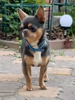 Чихуахуа кобель жених. Вязка