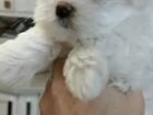 Болонка Мальтийская щенок объявление продам