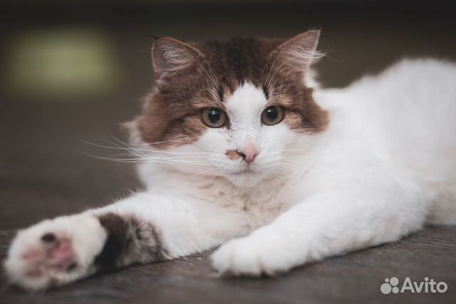 Котик Платоша в добрые руки