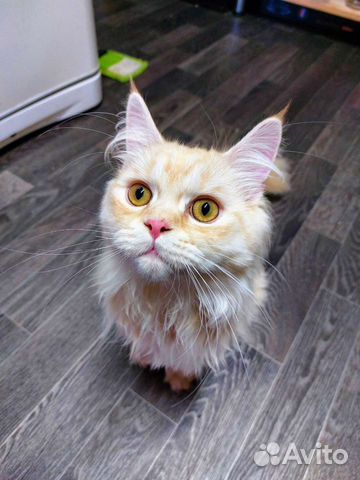 Передержка кошек, собак и грызунов/рептилий/птиц