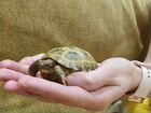 Черепаха сухопутная маленькая