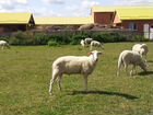 Стада овец Восточно-Фризской молочной породы