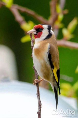 Чижи щеглы певчие птицы