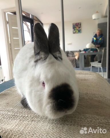 Кролик Калифорнийский на племя