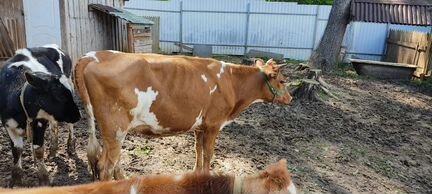 Корова Джерси айшир молочная бык нетель телята - фотография № 8