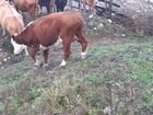 Коровы телки бычки объявление продам