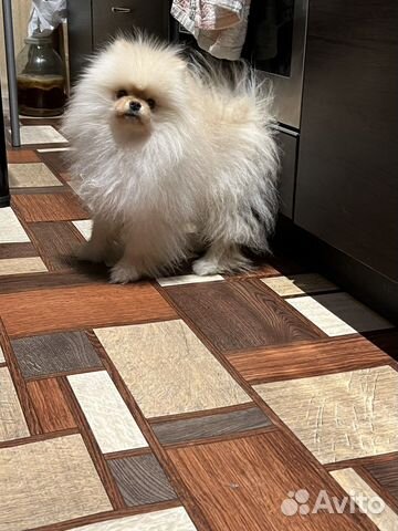 Мальчик шпиц (мини) вязка