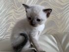 Кошечка тайской породы объявление продам