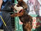 Тибетский мастиф щенки объявление продам