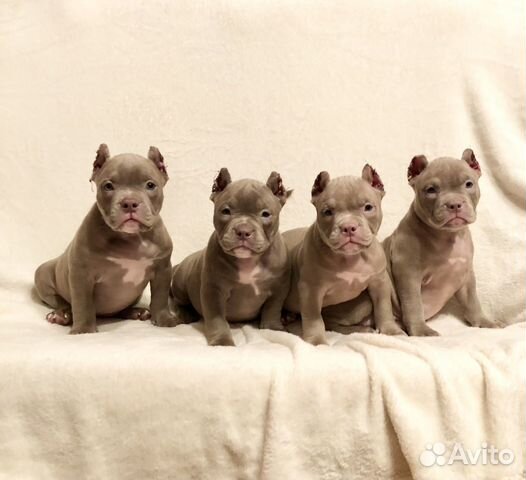 Щенки американского булли