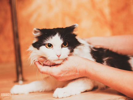 Пушинка Зося, кошка 2 года