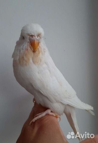 Выставочные волнистые попугаи чехи