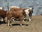Коровы телки и бычки объявление продам
