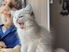 Невские маскарадные кошки