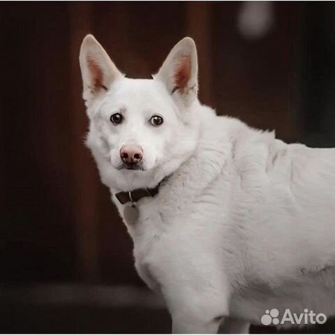 Собака Пломбир из приюта