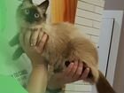 Бирманская кошка объявление продам