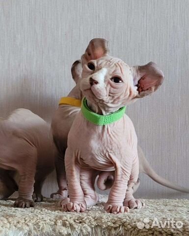 Канадский сфинкс Эльфики