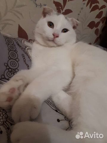 Передержка кошек / котов