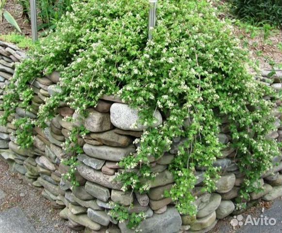 Декоративные кустарники (саженцы)