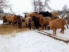 Овцы- Бараны Эдильбай Курдючные