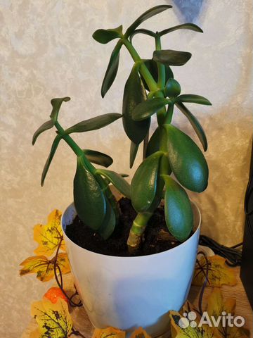 Толстянка (денежное дерево)