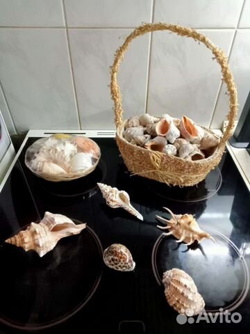 Морские ракушки раковины