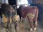 Стадо бычки коровы телята 60 голов оптом объявление продам