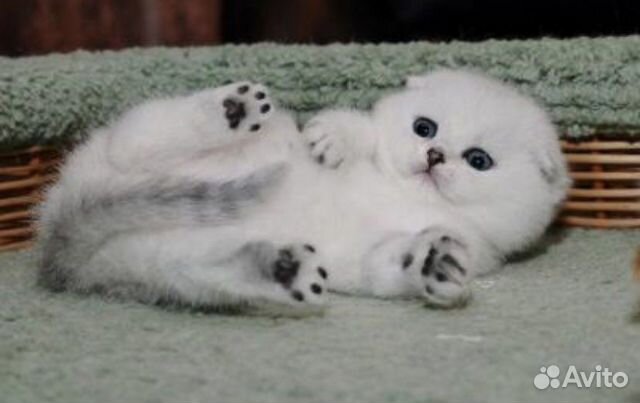 Шотландские красавцы