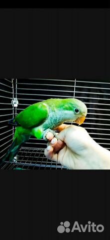 Попугай монах квакер, ожереловые(выкармыши)