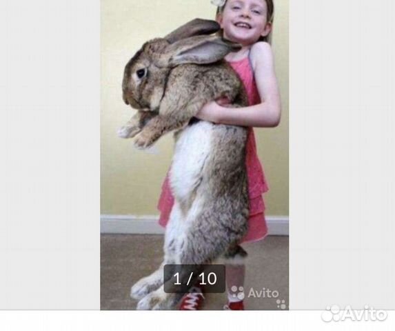 Кролики великаны