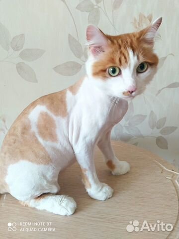 Стрижка собак, кошек(груминг)