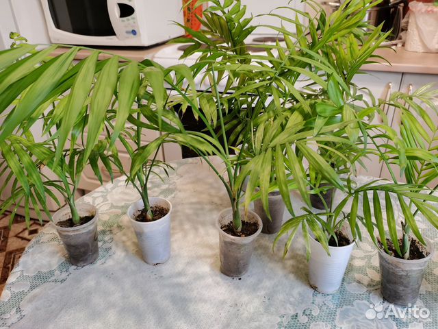 Комнатные растения цветы