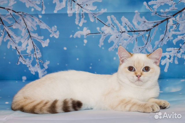 Британский кот Ny 1133 с родословной Вязка