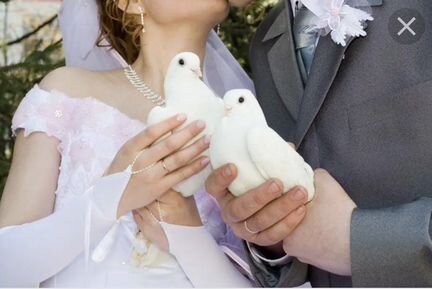 Голуби белые на свадьбу, птенцы и разные