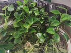 Анубиас (аквариумное растение) объявление продам