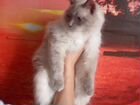Меконгский бобтейл кошка объявление продам