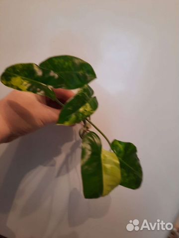 Филодендрон бурле макс вариг