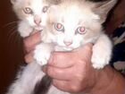 Сиамские кошки бесплатно объявление продам