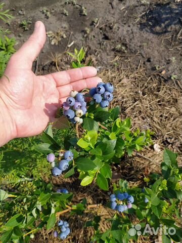 Саженцы голубики в зкс