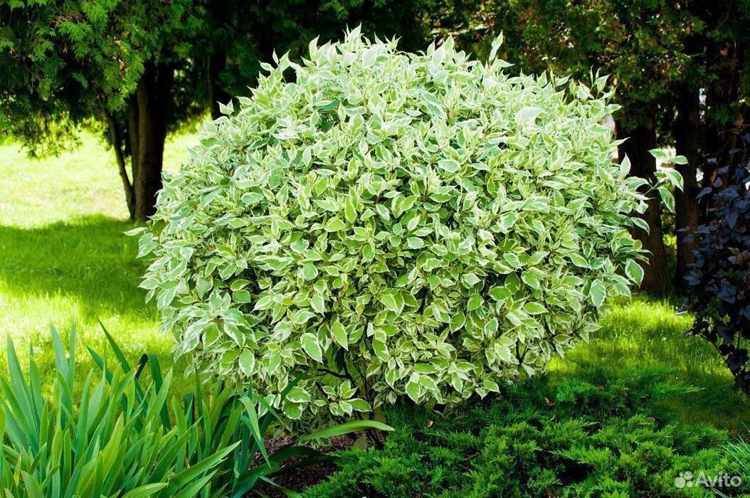 Дерен белый Элегантиссима Cornus Alba elegantissima