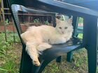 Турецкая ангора белая пушистая ласковая кошка объявление продам