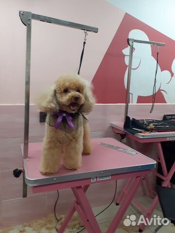 Груминг собак с выездом на дом