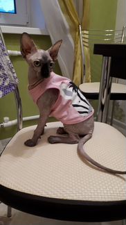 Майка для кошки