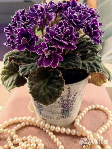 Фиалка с белой окантовкой