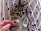 Сибирский котик объявление продам