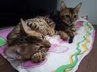 Бенгальские котята чистокровные объявление продам