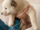 Красивые щенки Алабая (Среднеазиатской овчарки) объявление продам