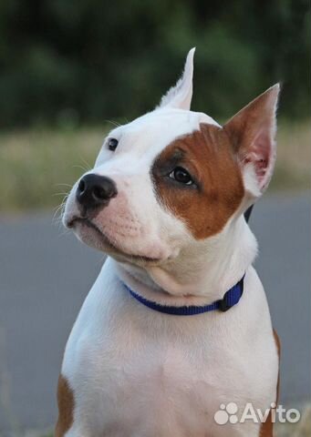 Купирование ушей любым породам