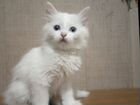 Обычный наш татарский котёнок с разным цветом глаз объявление продам