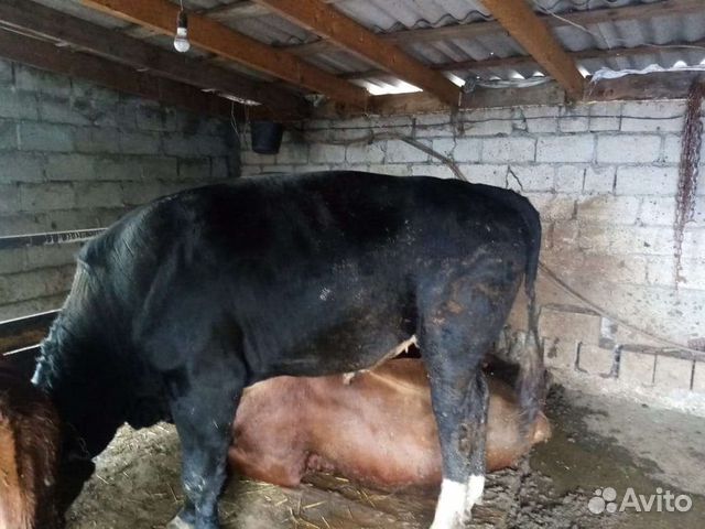 Бычки в Алагире, цена 390 руб. | Объявления о продаже в категории ...